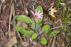 Bellidiastrum michelii ; Bellidiastre de Michel, Aster fausse pâquerette, Fausse pâquerette, Grande pâquerette des montagnes