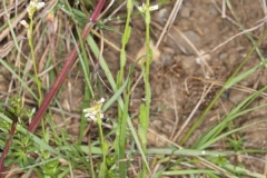 Arabis hirsuta ; Arabette poilue, Arabette hérissée, Arabette hirsute