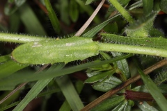 Arabis hirsuta ; Arabette poilue, Arabette hérissée, Arabette hirsute