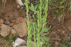 Arabis hirsuta ; Arabette poilue, Arabette hérissée, Arabette hirsute