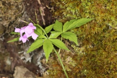 Cardamine pentaphyllos ; Cardamine à cinq feuilles, dentaire digitée, Cresson des bois