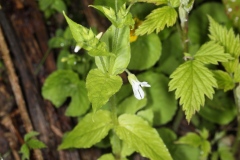 Stellaria nemorum ; Stellaire des bois