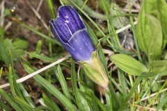 Gentiana acaulis mangée ; Gentiane acaule
