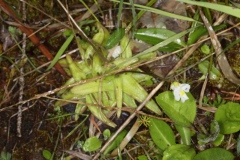 Pinguicula alpina ; Grassette des Alpes