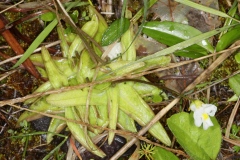 Pinguicula alpina ; Grassette des Alpes