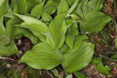 Cypripedium calceolus ; Cypripède sabot-de-Vénus, Sabot-de-Vénus, Pantoufle-de-Notre-Dame