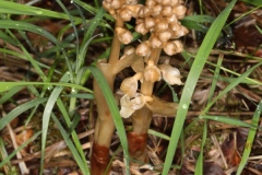 Neottia nidus-avis ; Néottie nid-d'oiseau, Herbe aux vers
