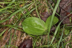 Neottia ovata ; Néottie ovale, Grande Listère, Double-feuille, Listère à feuilles ovales, Listère ovale