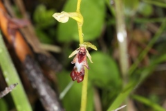 Ophrys insectifera ; Ophrys mouche