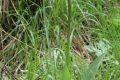 Orchis purpurea ; Orchis pourpre, Grivollée, Orchis casque, Orchis brun