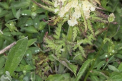 Pedicularis foliosa ; Pédiculaire feuillée, Pédiculaire feuillue