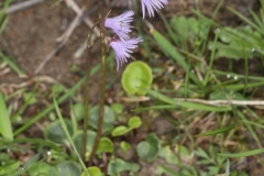 Soldanella alpina ; Soldanelle des Alpes