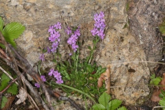 Erinus alpinus ; Érine des Alpes, Mandeline des Alpes