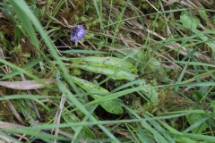 Globularia nudicaulis ; Globulaire à tiges nues