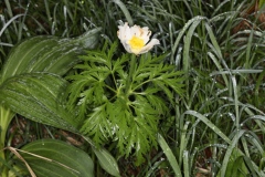 Pulsatilla alpina ; Pulsatille des Alpes, Anémone des Alpes