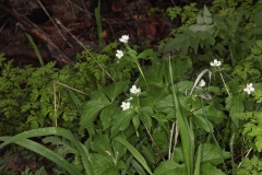 Ranunculus aconitifolius ; Renoncule à feuilles d'aconit, Bouton-d'argent