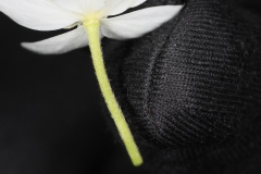 Ranunculus aconitifolius ; Renoncule à feuilles d'aconit, Bouton-d'argent