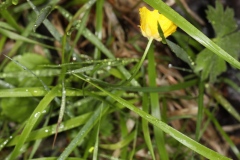 Ranunculus auricomus ; Renoncule tête-d'or, Renoncule à tête d'or