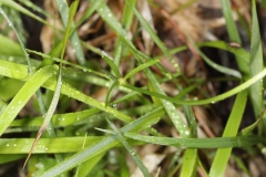 Ranunculus auricomus ; Renoncule tête-d'or, Renoncule à tête d'or