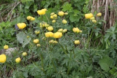 Trollius europaeus ; Trolle d'Europe, Boule-d'or