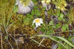 Dryas octopetala ; Dryade à huit pétales, Chênette, Thé des alpes, Herbe à plumets