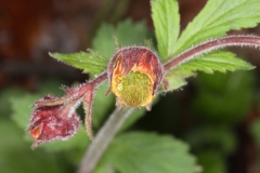 Geum rivale ; Benoîte des ruisseaux