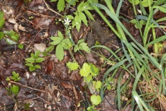 Saxifraga rotundifolia ; Saxifrage à feuilles rondes