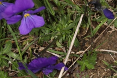 Viola calcarata ; Violette à éperons, Pensée éperonnée, Pensée des Alpes, Pensée à éperons