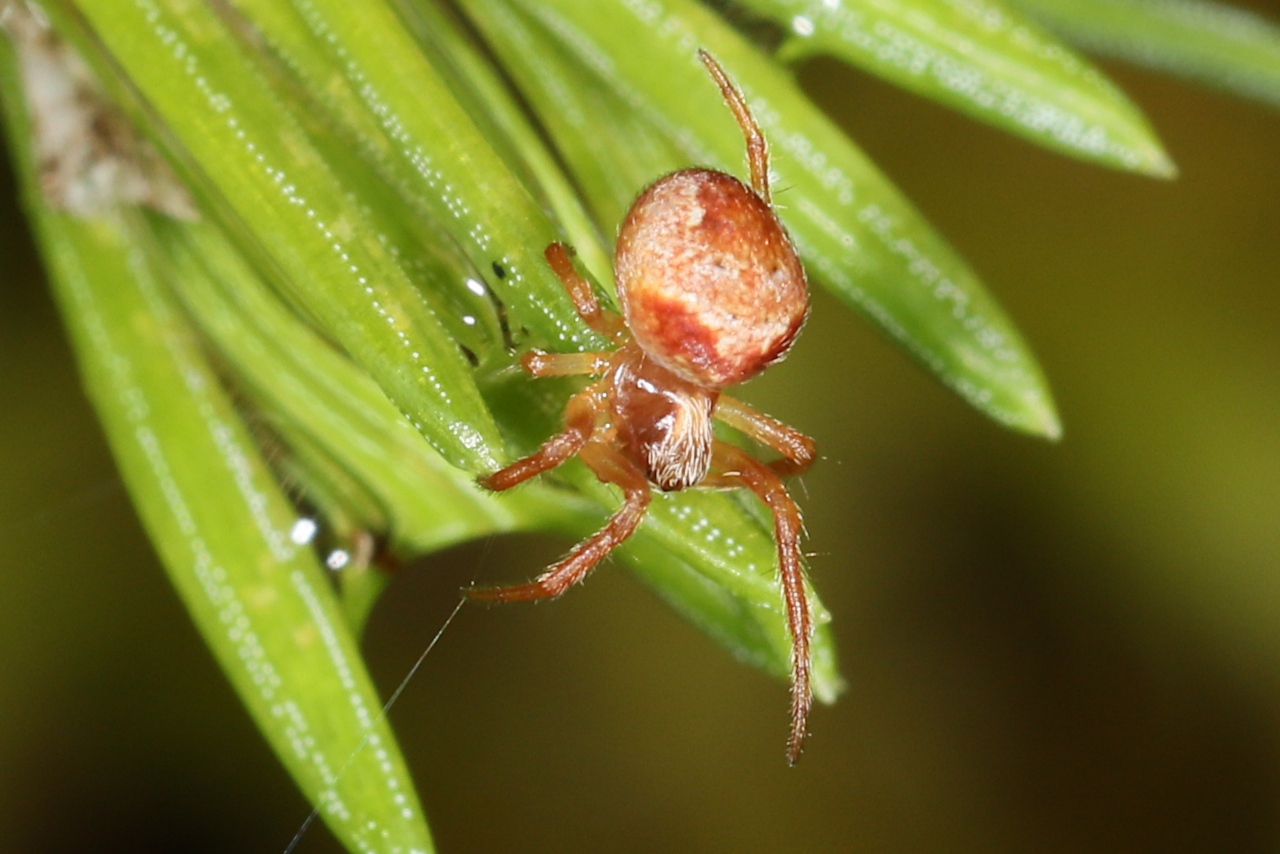 Araneus sturmi ; Épeire de Sturm