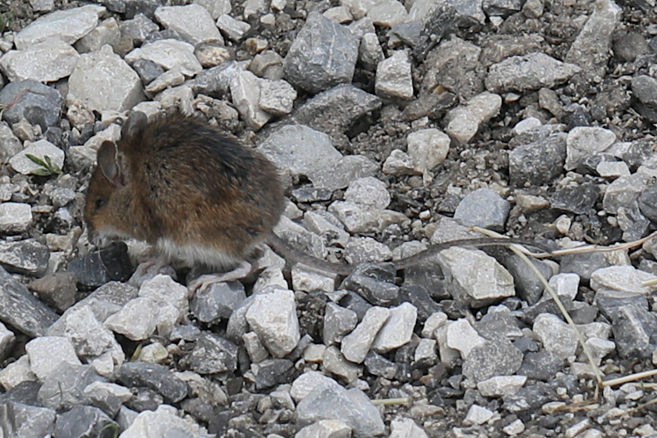Apodemus sylvaticus ; Mulot sylvestre, Souris de terre, Rat sauteur