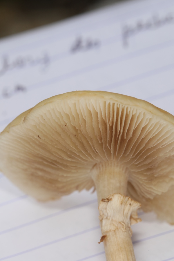 Agrocybe praecox ; Pholiote précoce