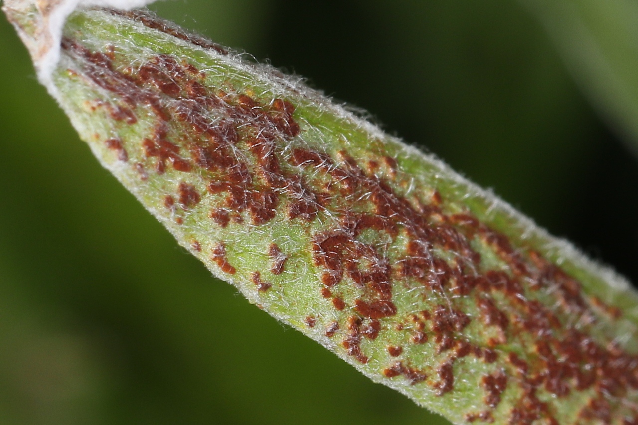Puccinia sp. ; (Rouille)