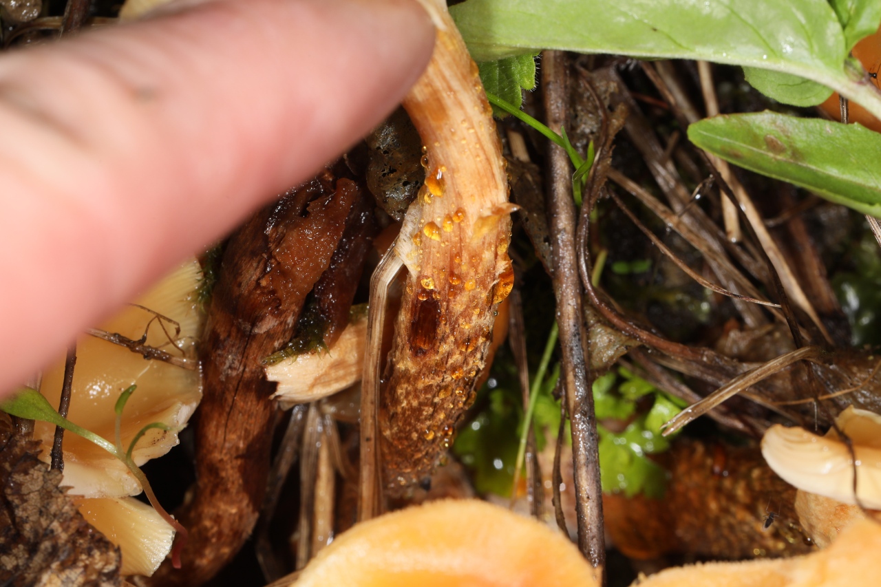 Kuehneromyces mutabilis