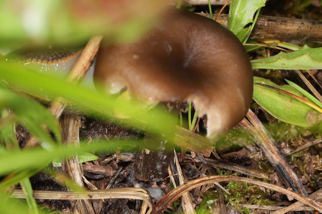 , Pseudoclitocybe cyathiformis ; Clitocybe en coupe