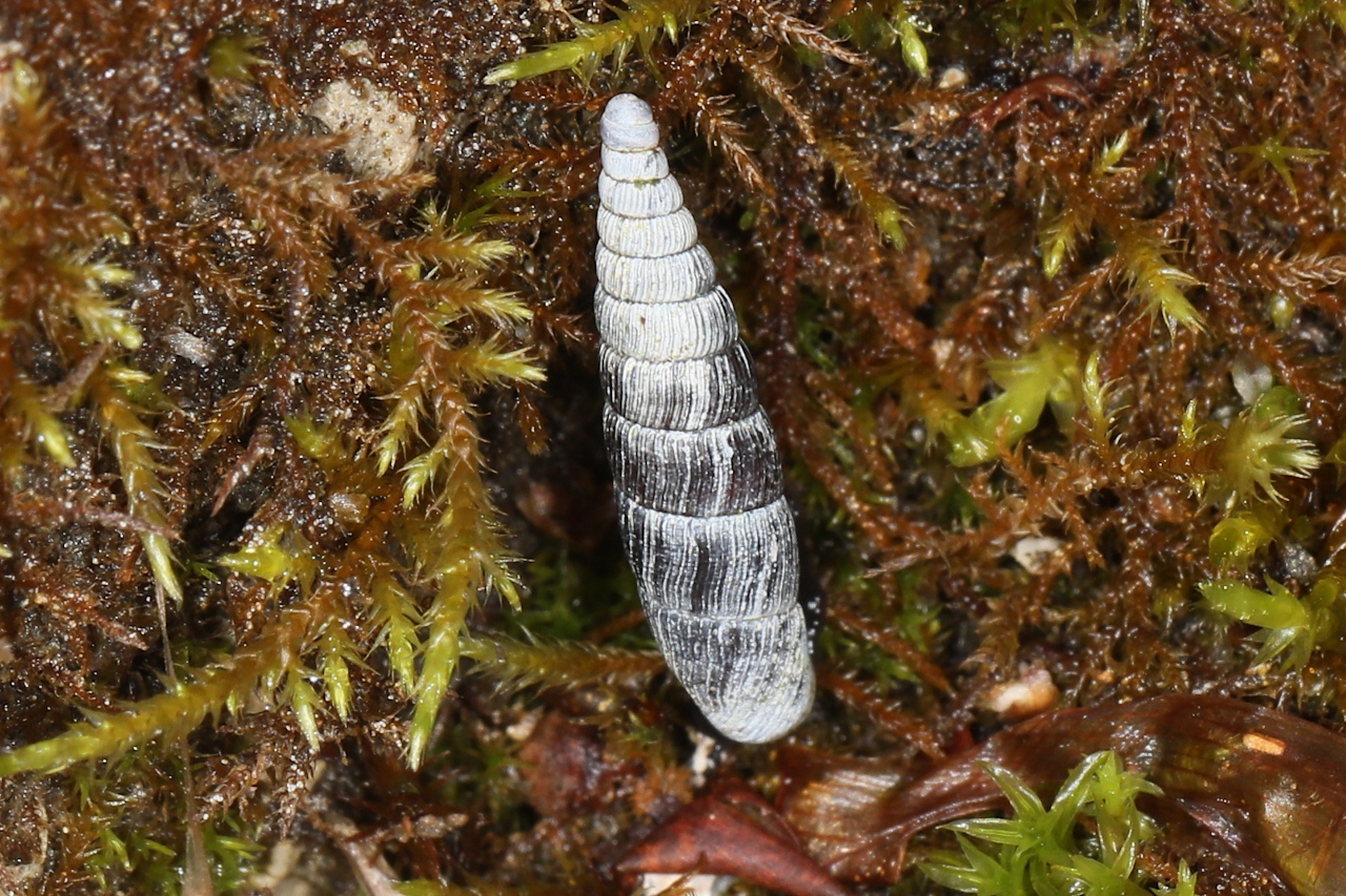 Clausilia sp.