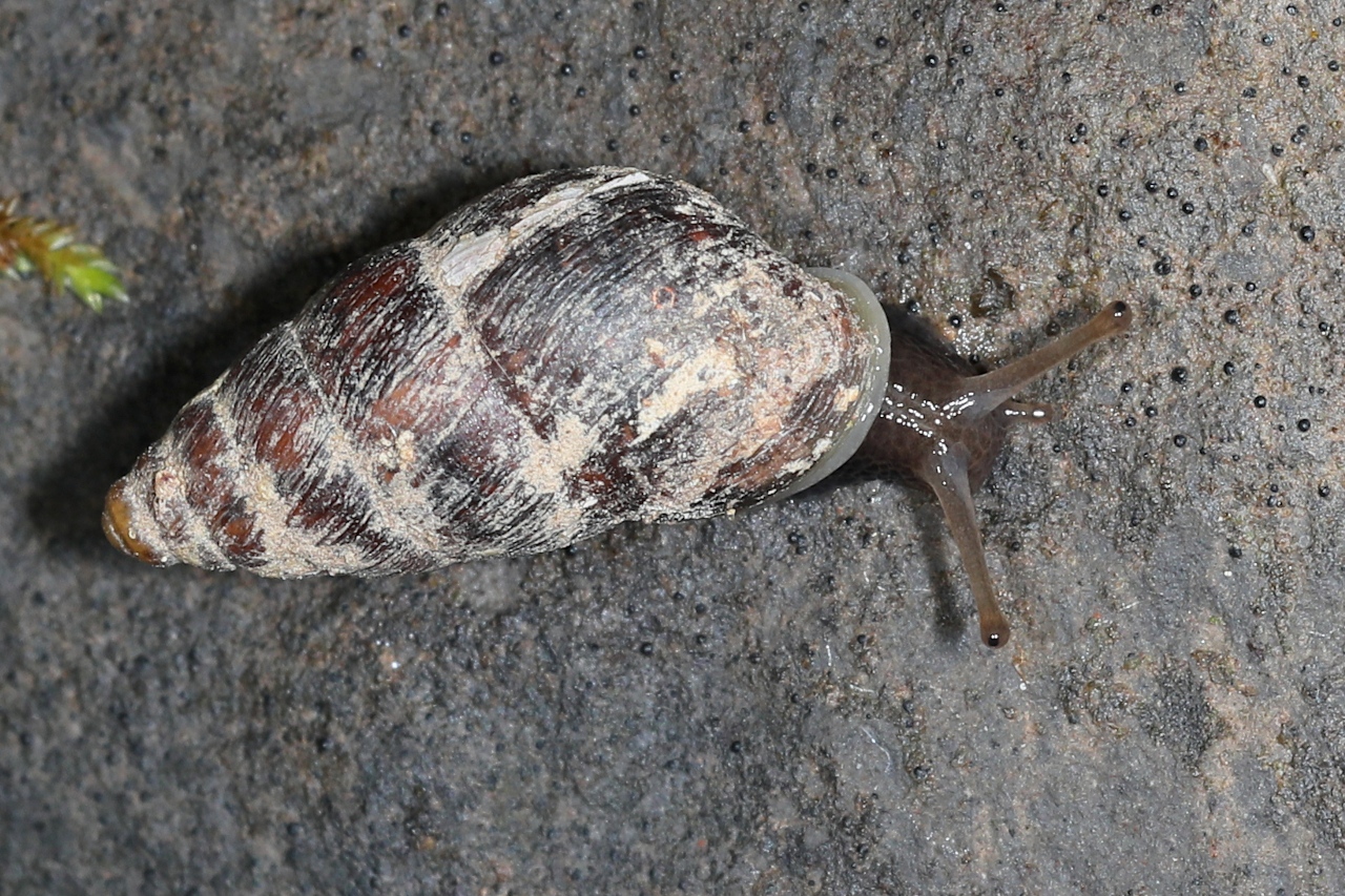 Merdigera obscura ; Bulime obscur, Bulime boueux