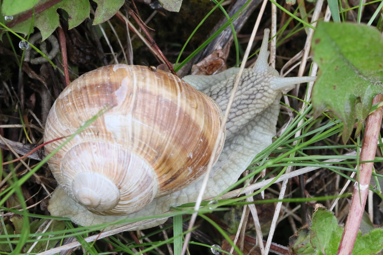 Helix pomatia ; Escargot de Bourgogne