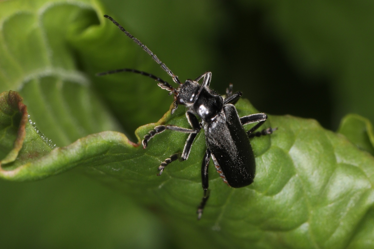 Cantharis tristis ; Les Clefs (74)