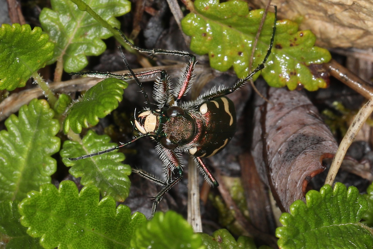 Cicindela sylvicola ; Cicindèle des bois