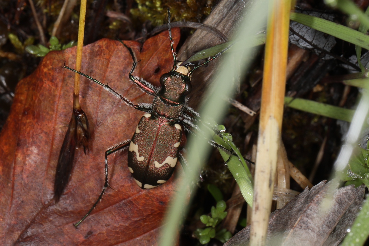 Cicindela sylvicola ; Cicindèle des bois