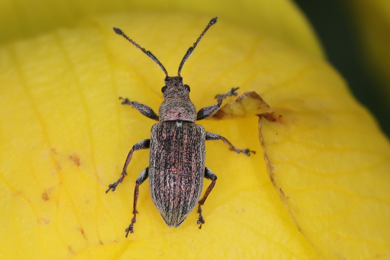 Phyllobius pyri	 ; Phyllobe du poirier