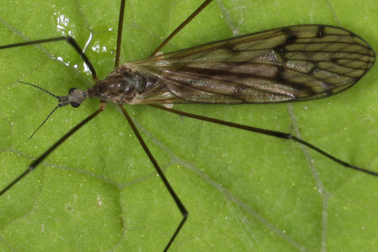 Dactylolabis sp. ; Les Clefs (74)