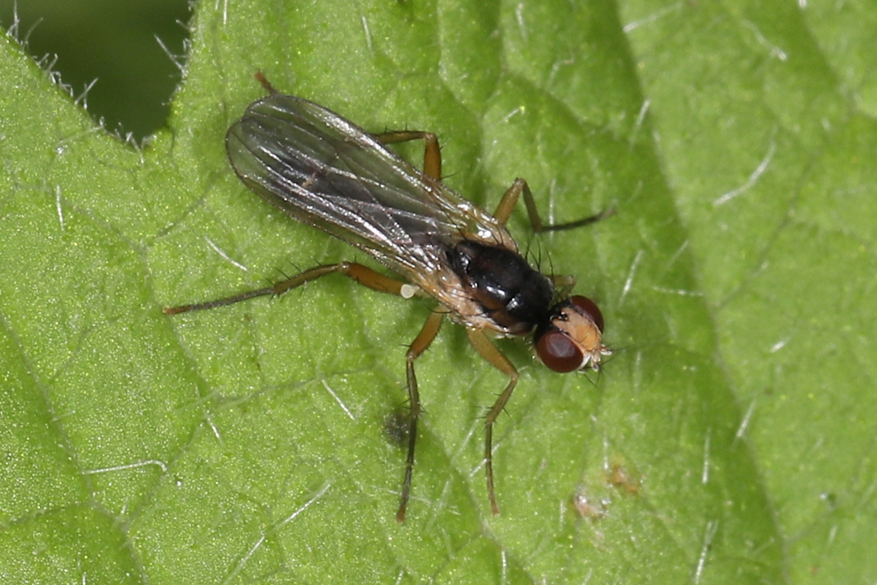 Cordilura sp.