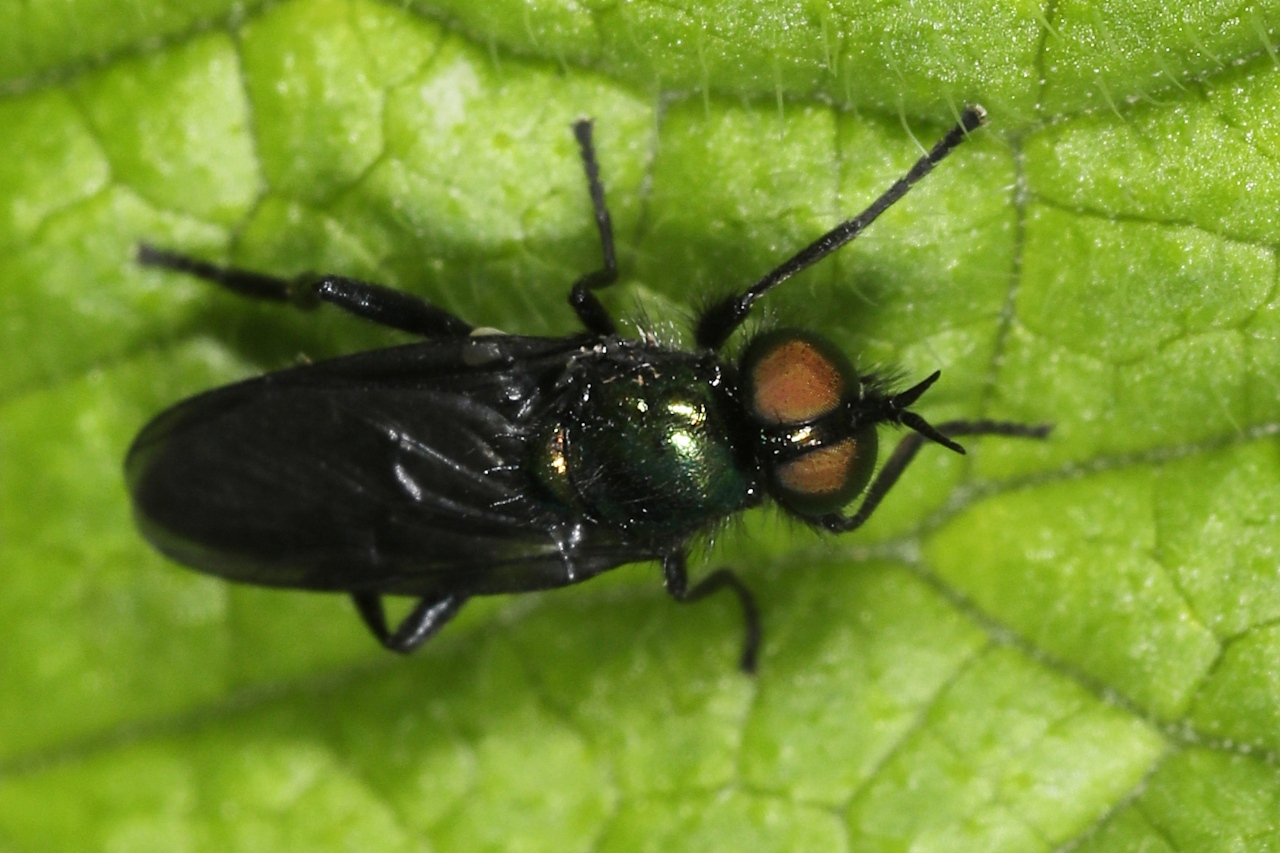 Actina chalybea