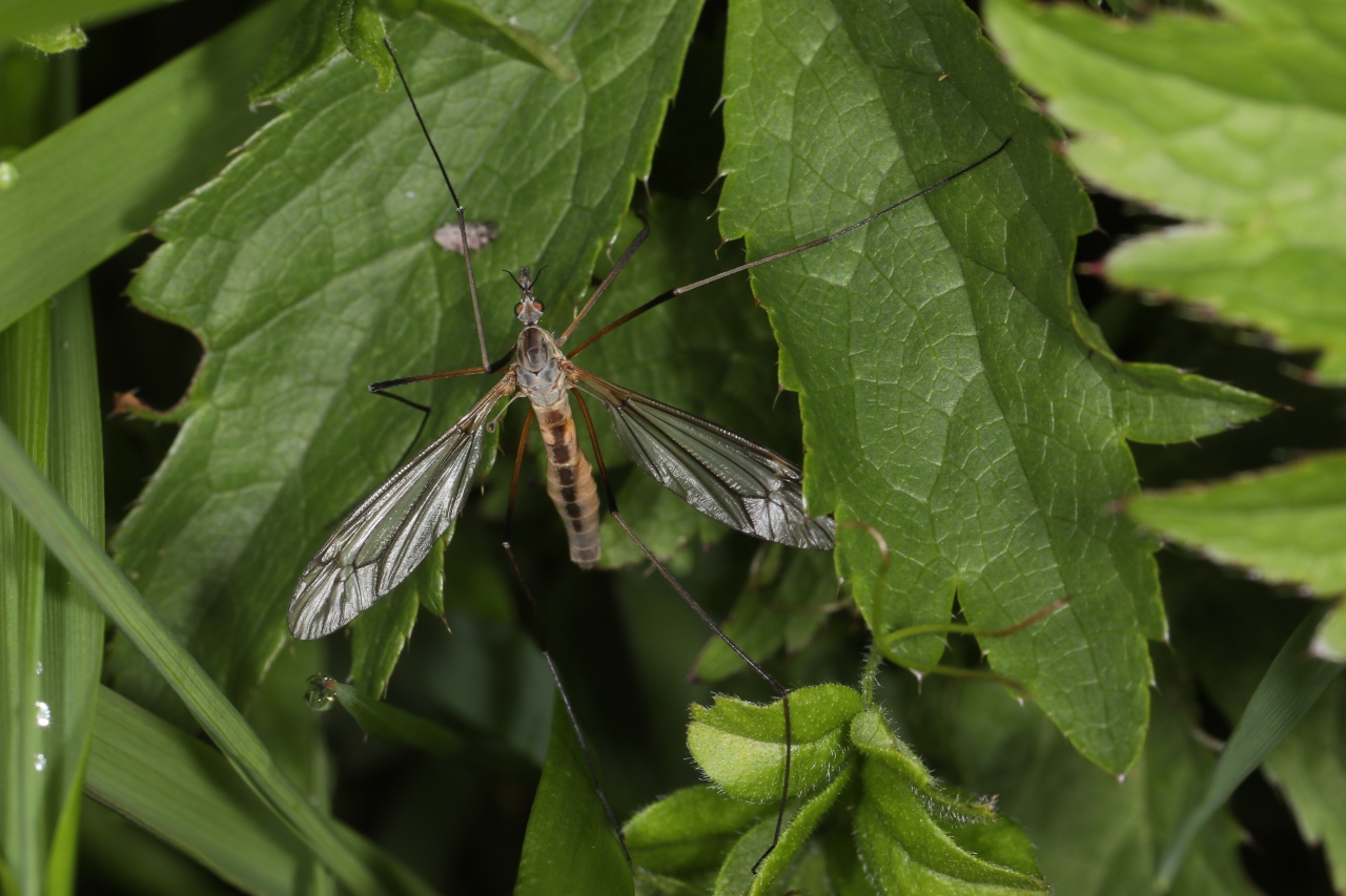 Tipula vernalis ; Tipule printanière