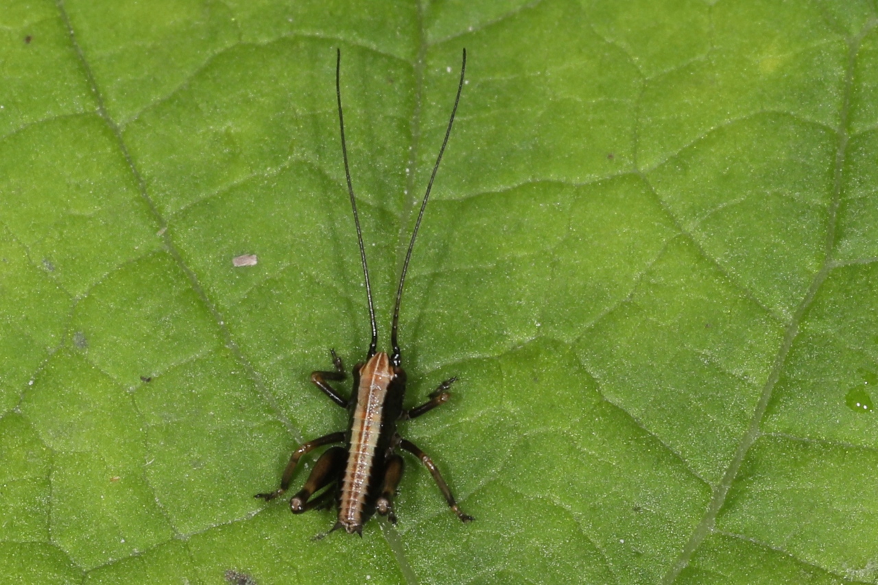 Pholidoptera griseoaptera ; Decticelle cendrée, Ptérolèpe aptère