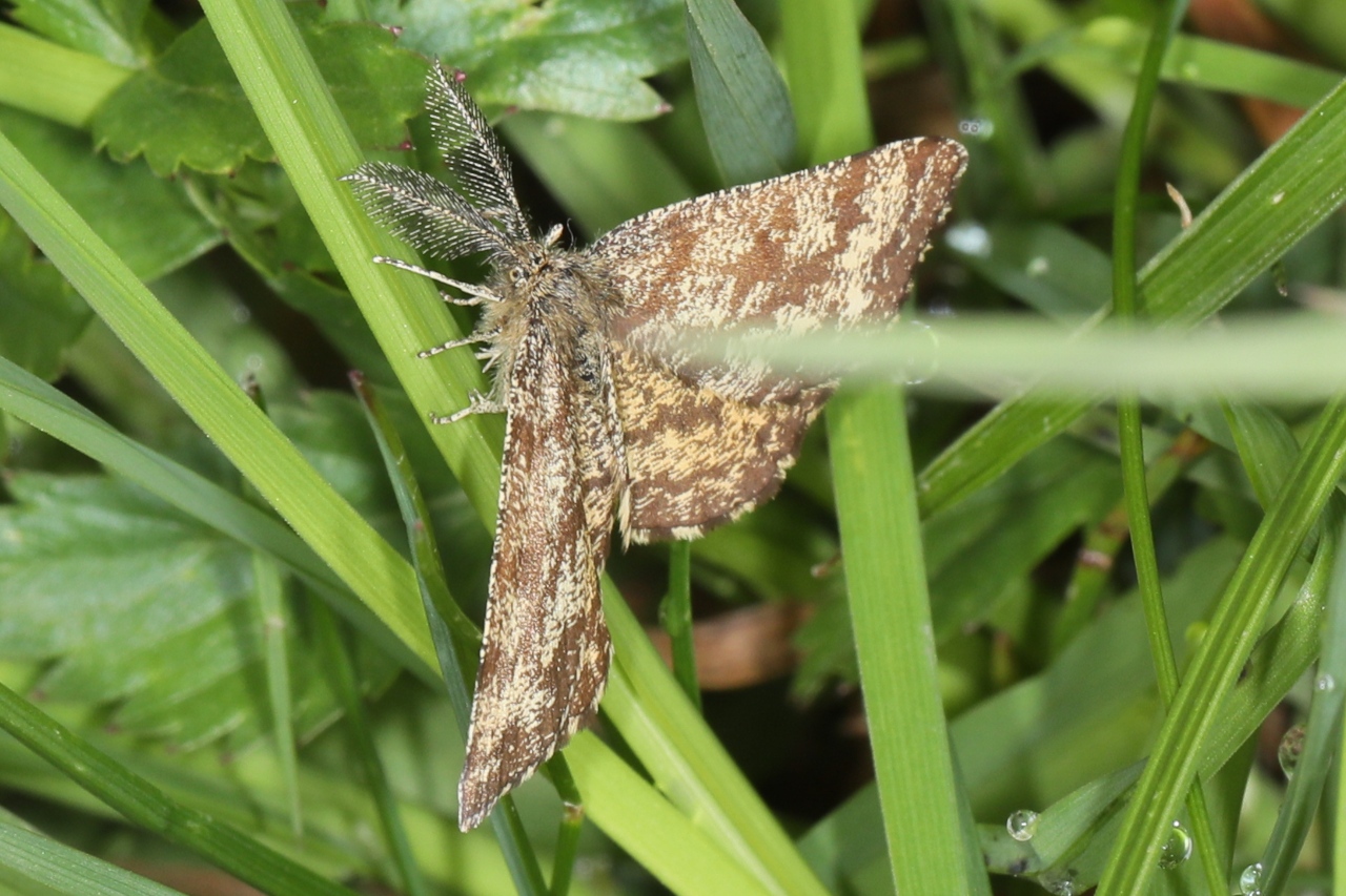 Ematurga atomaria ; Phalène picotée (La)