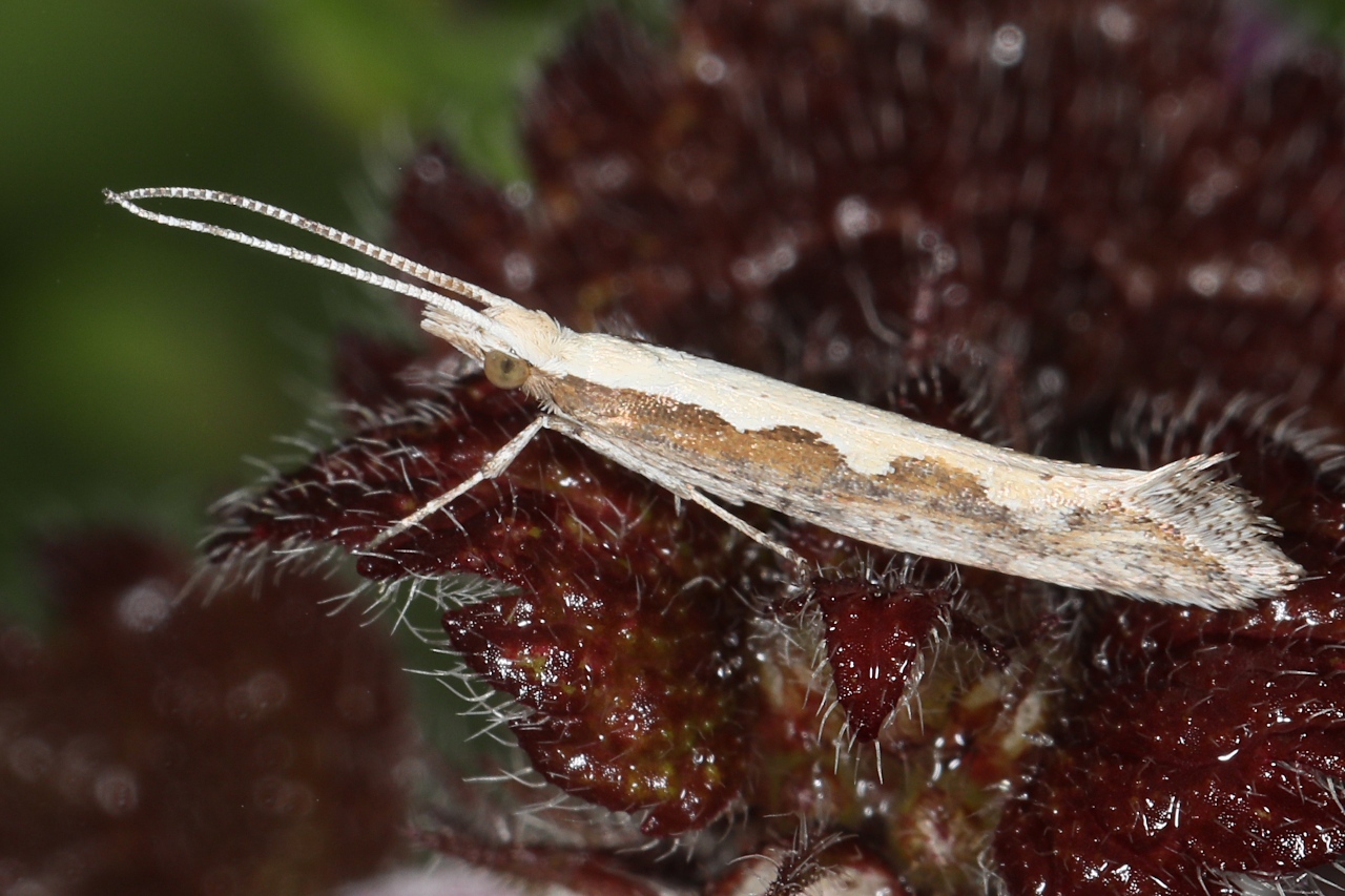 Plutella xylostella