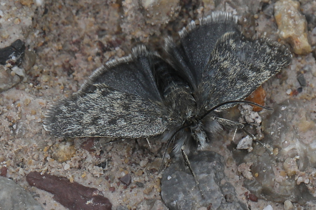 Metaxmeste phrygialis ; Hercyne rupicole