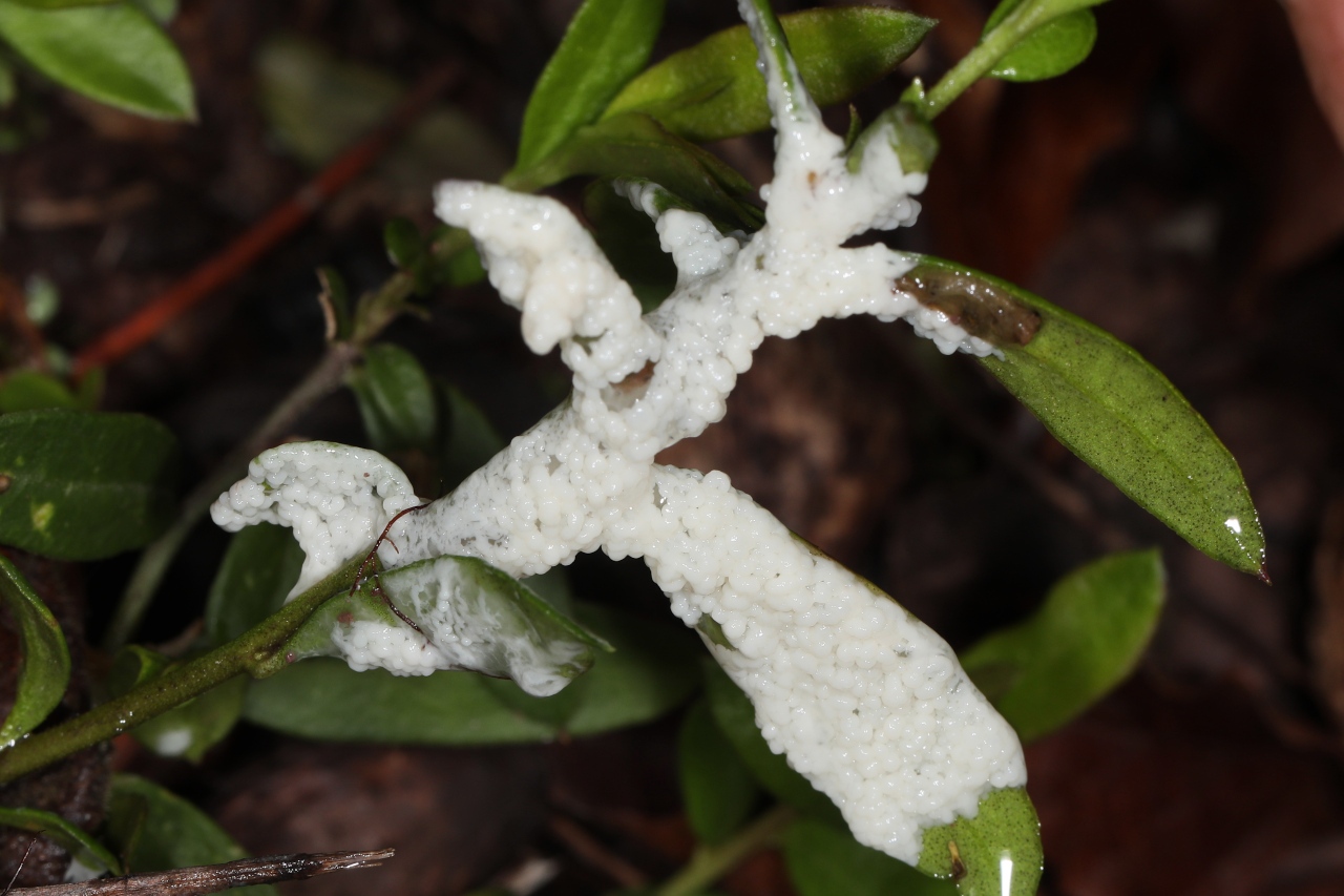 Diderma subviridifuscum